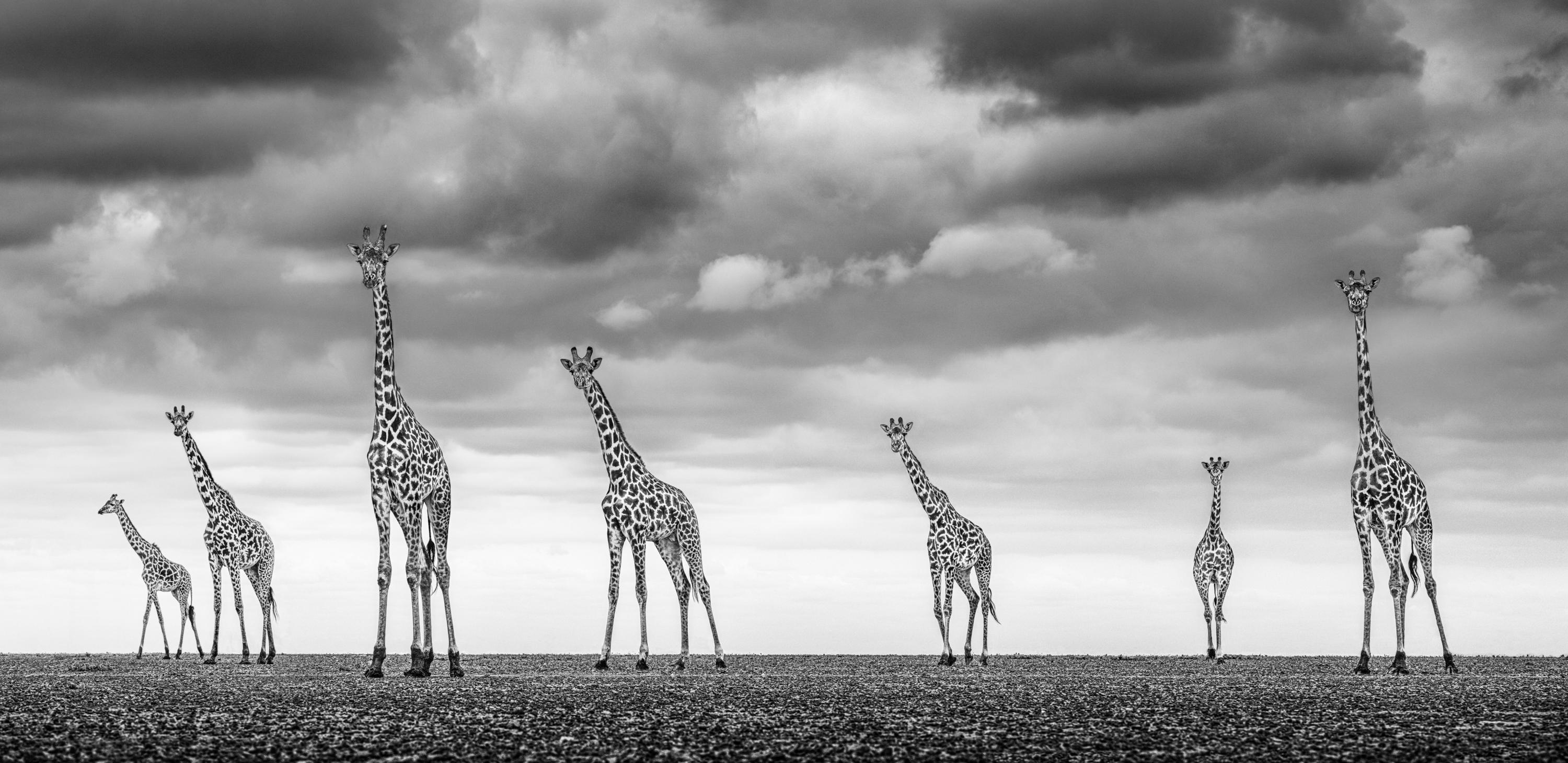 Available sizes:
18" x 36.98", Edition of 8 - Pigment Print
28" x 57.52", Edition of 8 - Pigment Print
38" x 78.07", Edition of 6 - Silver Gelatin

Wildlife fine art photographer and conservationist, James Lewin, is entirely self-taught and first
