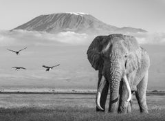 James Lewin - Icons of Africa, Photography 2023, Printed After