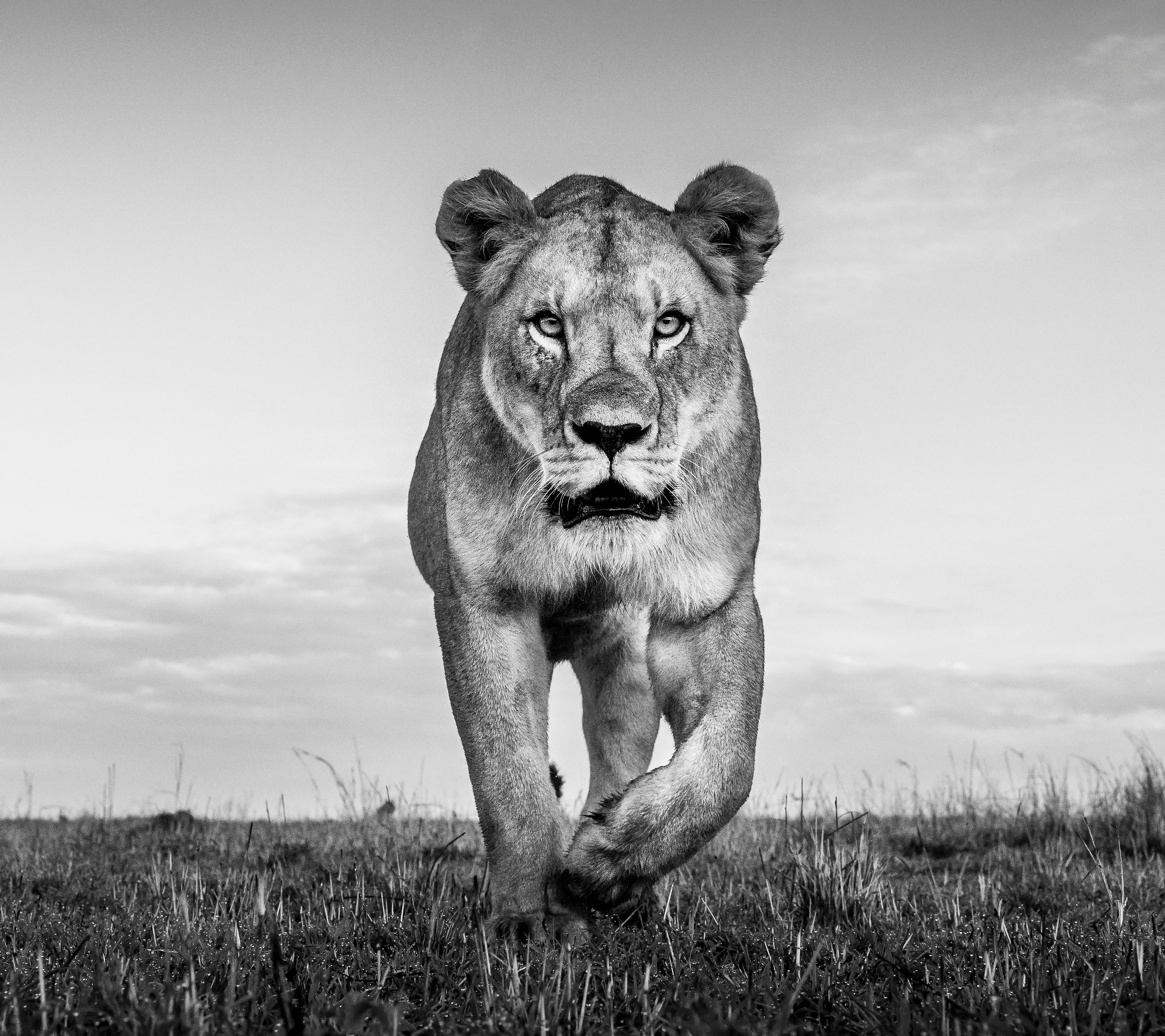 James Lewin - Instinct, Maasai Mara, Kenya, Photography 2020