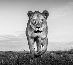 James Lewin - Instinto, Maasai Mara, Kenia, Fotografía 2020, Impresión posterior