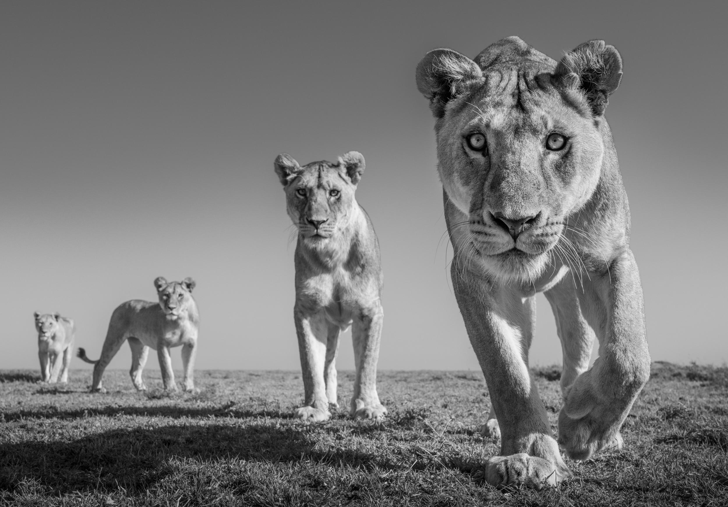 James Lewin – Land der Löwen, Fotografie 2023, gedruckt nach