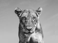 James Lewin - Miradas letales, Fotografía 2020, Impreso después de
