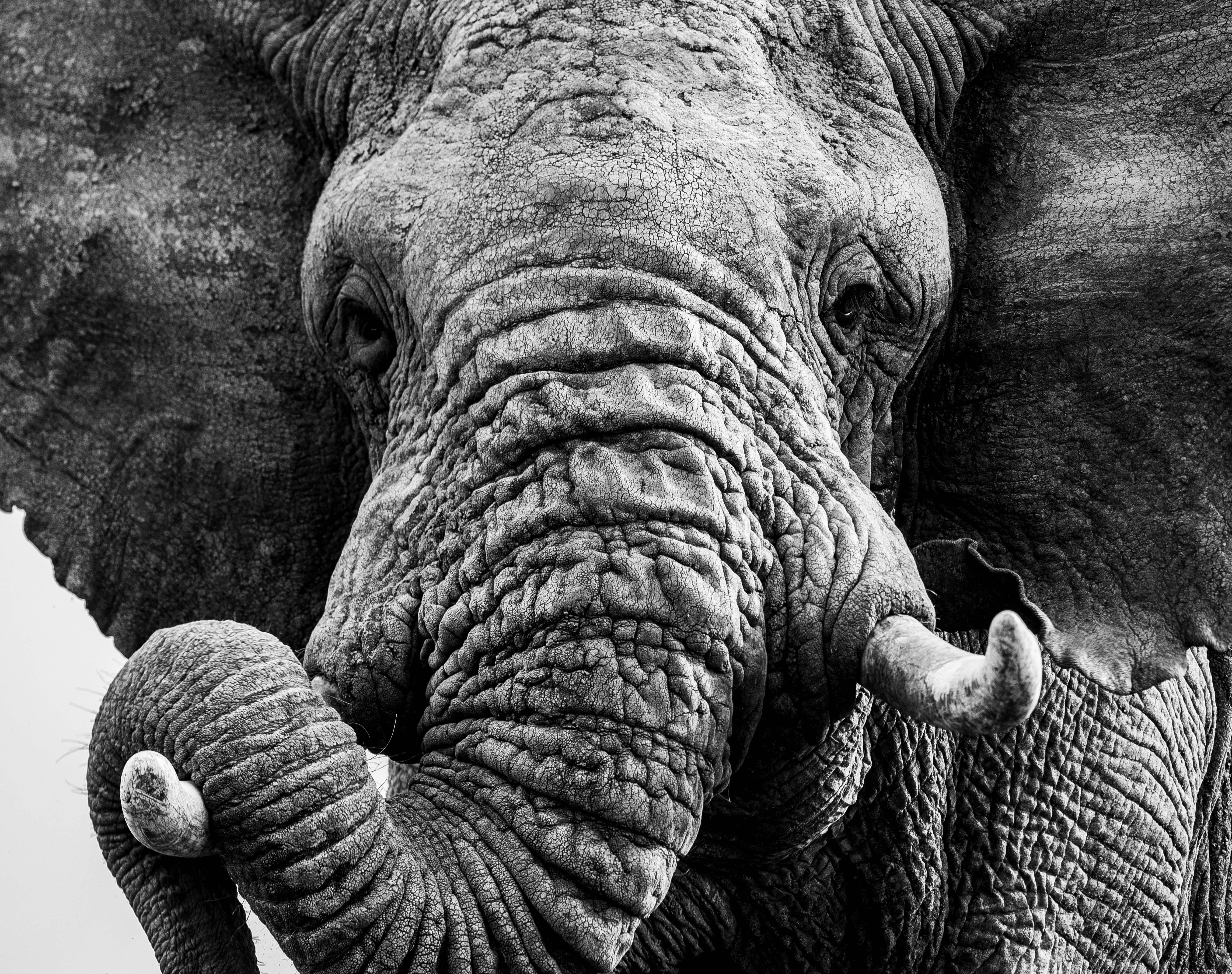 "Old bull elephants have to be the most interesting of all to photograph and with a tight portrait being all about textures, there is no question that a weathered and wrinkled individual would be the perfect subject matter.

Photographing an