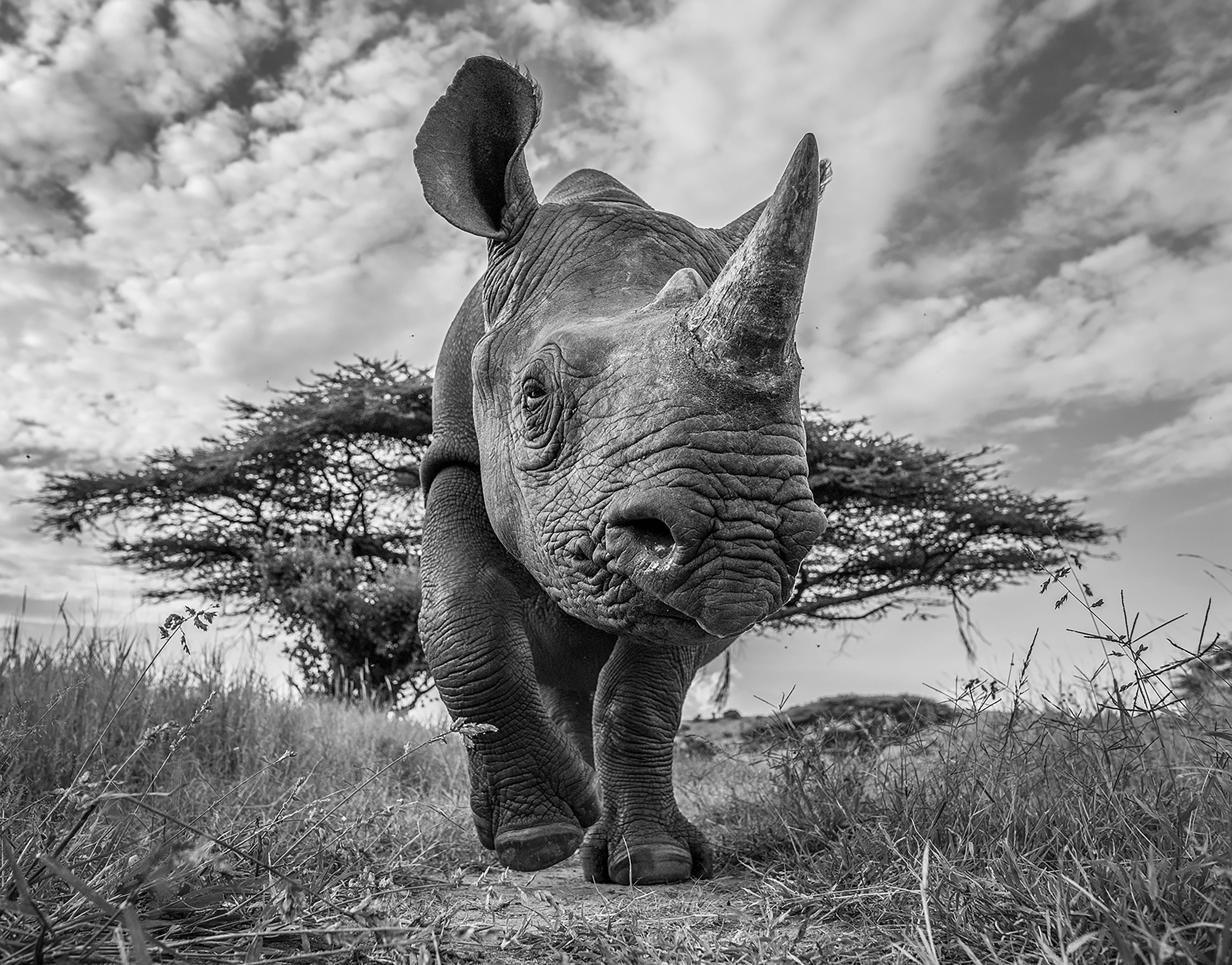 "Placing a well positioned remote camera with a wide angle lens allows for unique and intimate images. It is as if the rhino is walking out of the frame. 

This shot was a big moment for me. This was my first real success with remotes and has always