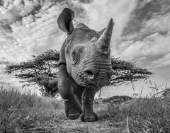 James Lewin - Road Block, Lewa, Kenya, Photography 2019, Printed After