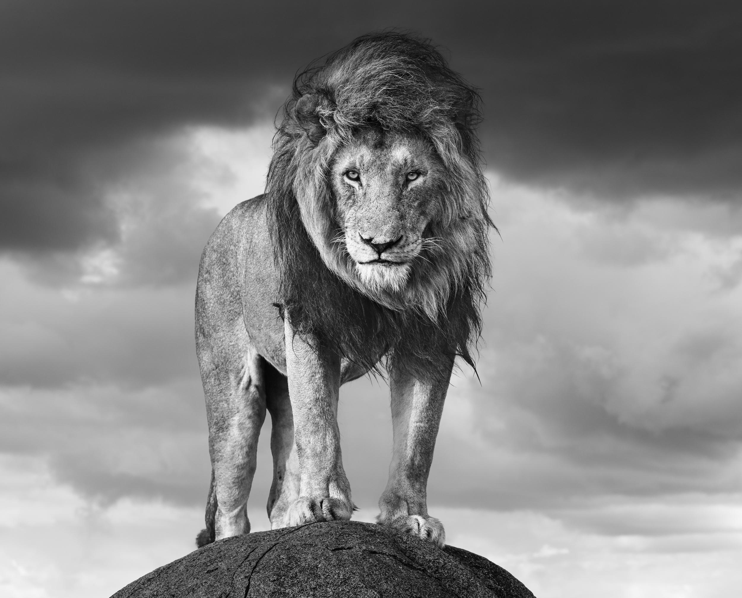 James Lewin - Serengeti Shall Never Die, Fotografia 2024, Stampato Dopo