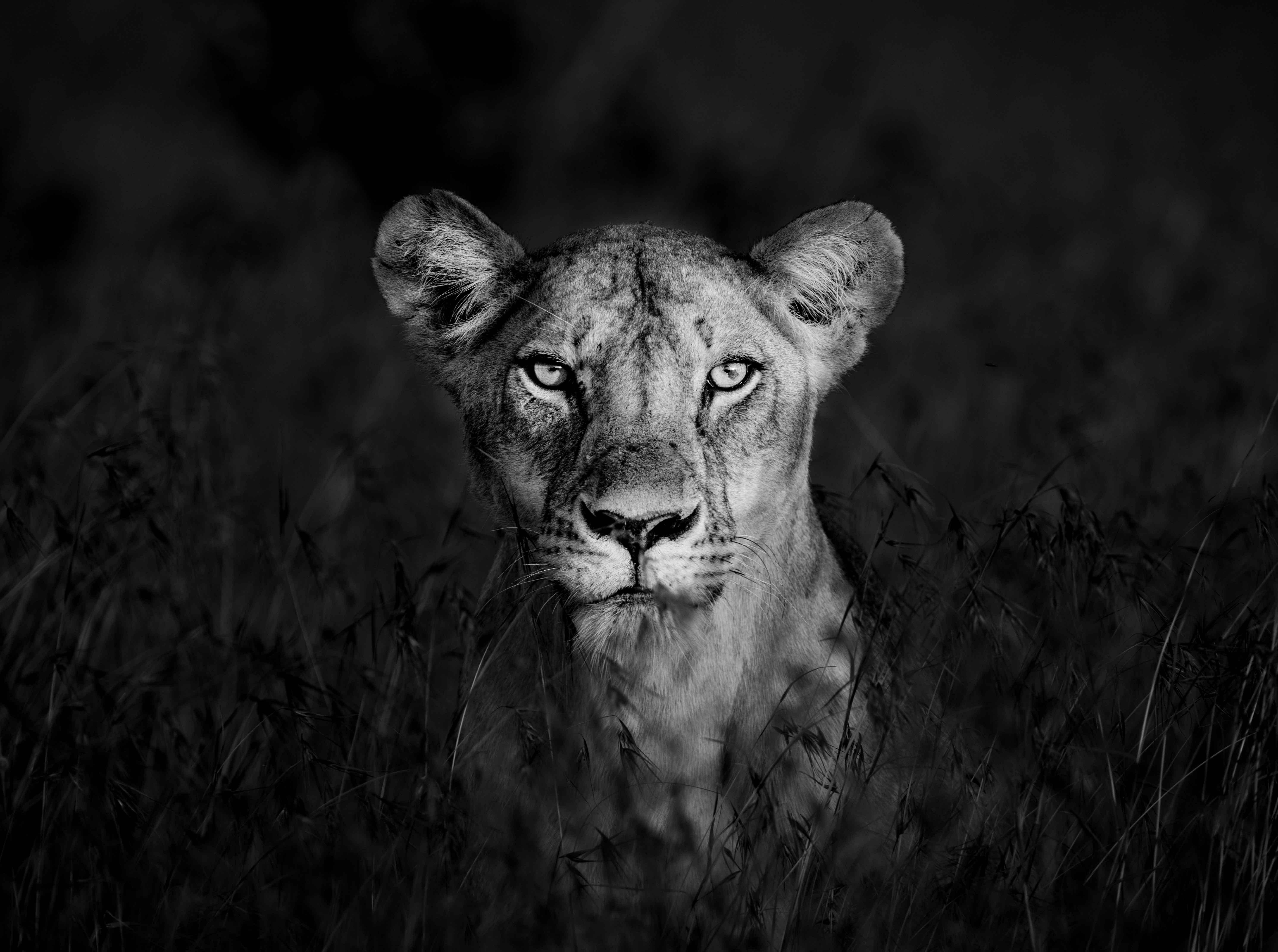 James Lewin - Shadow Huntress, Borana, Kenya, Photography 2020, Printed After