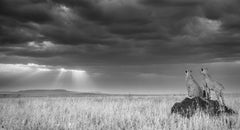 James Lewin - Sundowners on the Serengeti Plains, 2022, Printed After