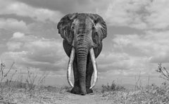 James Lewin - El gran gigante amable, Tsavo, Kenia, reproducción de
