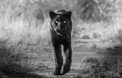 James Lewin - The Black Panther, 2023, Printed After