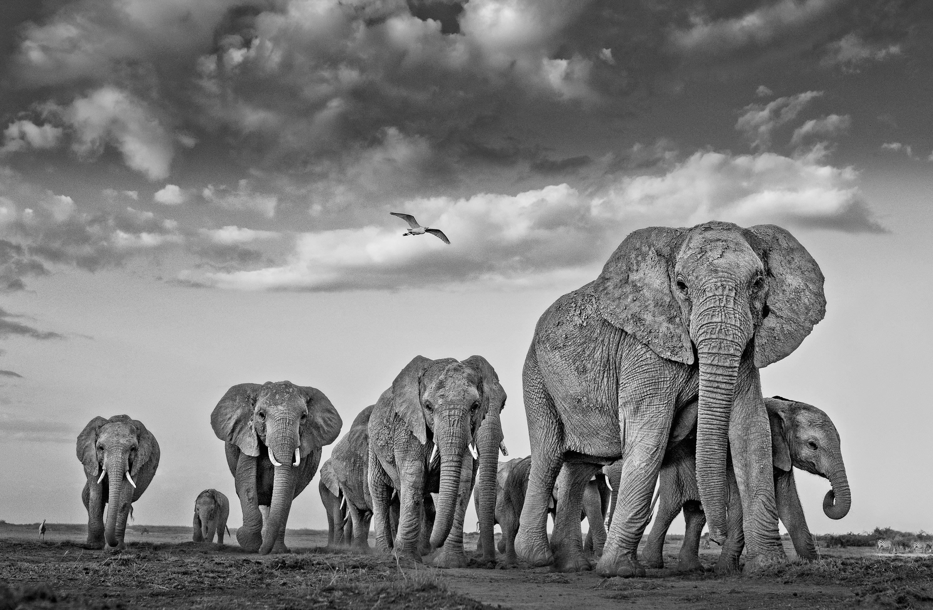 James Lewin – Die Elefanten und der Egret, Fotografie 2021, gedruckt nach