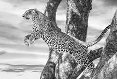 James Lewin - El salto, Fotografía 2022, Impreso después de