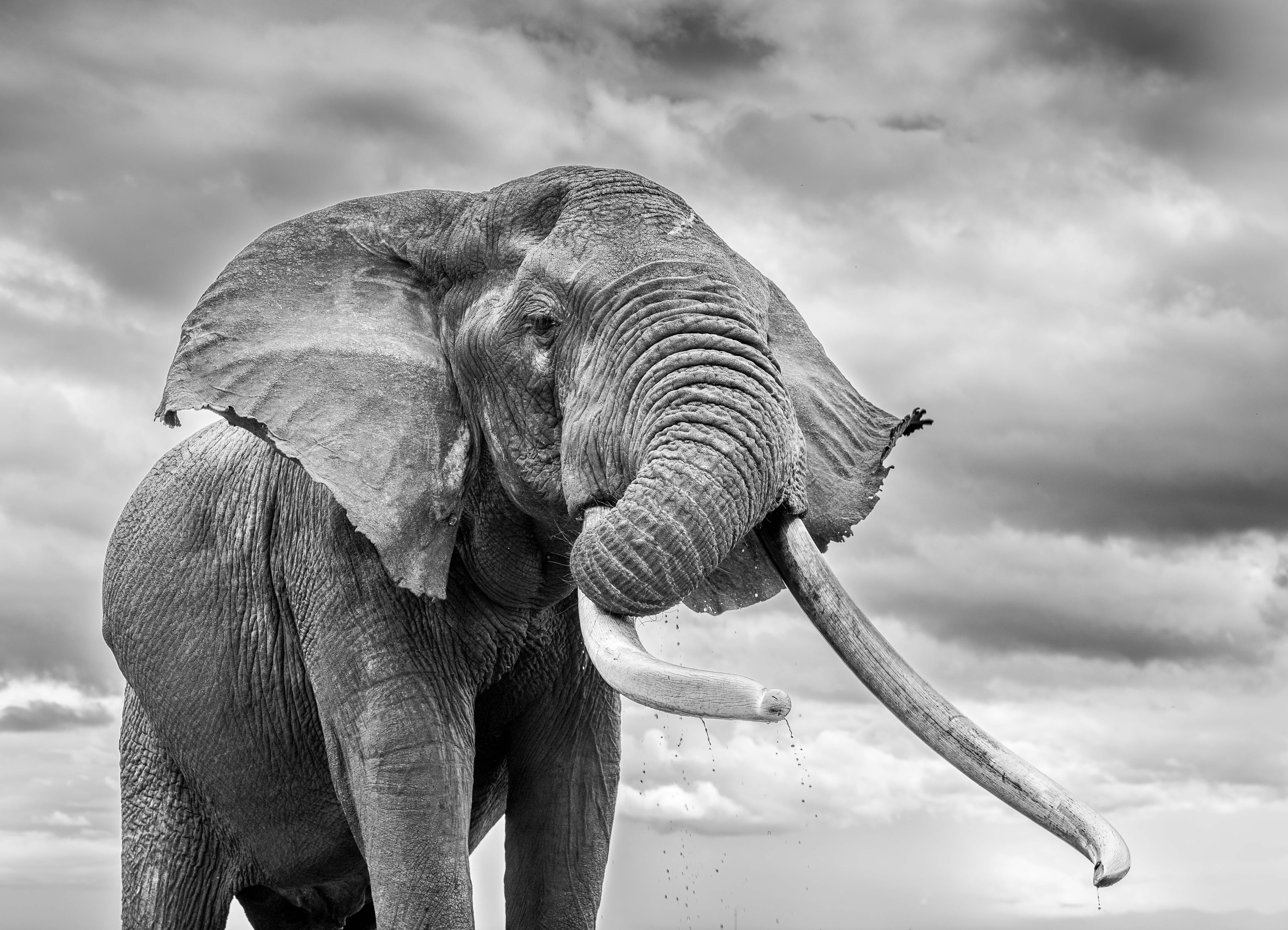 One Ton, einer der etwa 20 größten Elefanten Afrikas. Er ist zweifellos der König der Chyulu Hills. Er wird von allen Tieren und Menschen, die das Glück haben, ihn zu Gesicht zu bekommen, mit großer Ehrfurcht und Respekt begrüßt. Einem Big Tusker im