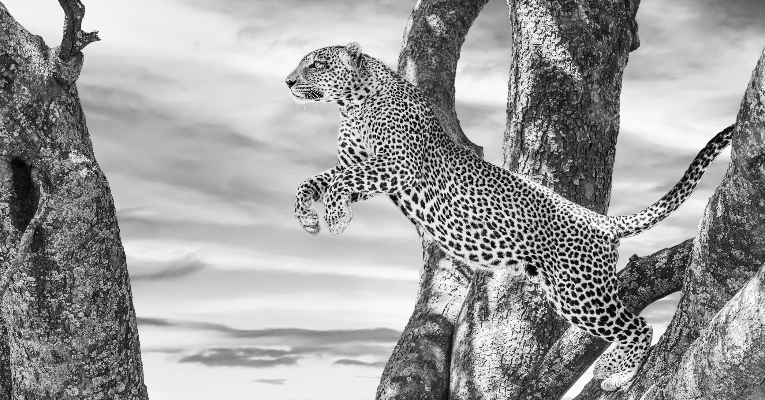 "I spend considerable time dreaming up photographic scenarios in the wild and how I might have a chance of making them come to life. These ideas are followed by in-depth research of various locations across East Africa to pinpoint places where I