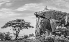 James Lewin - The Leopard, The Rock & The Acacia, 2023, Printed After