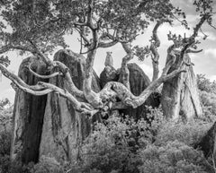 James Lewin - Lewin - Le royaume du léopard, photographie 2022, imprimée d'après