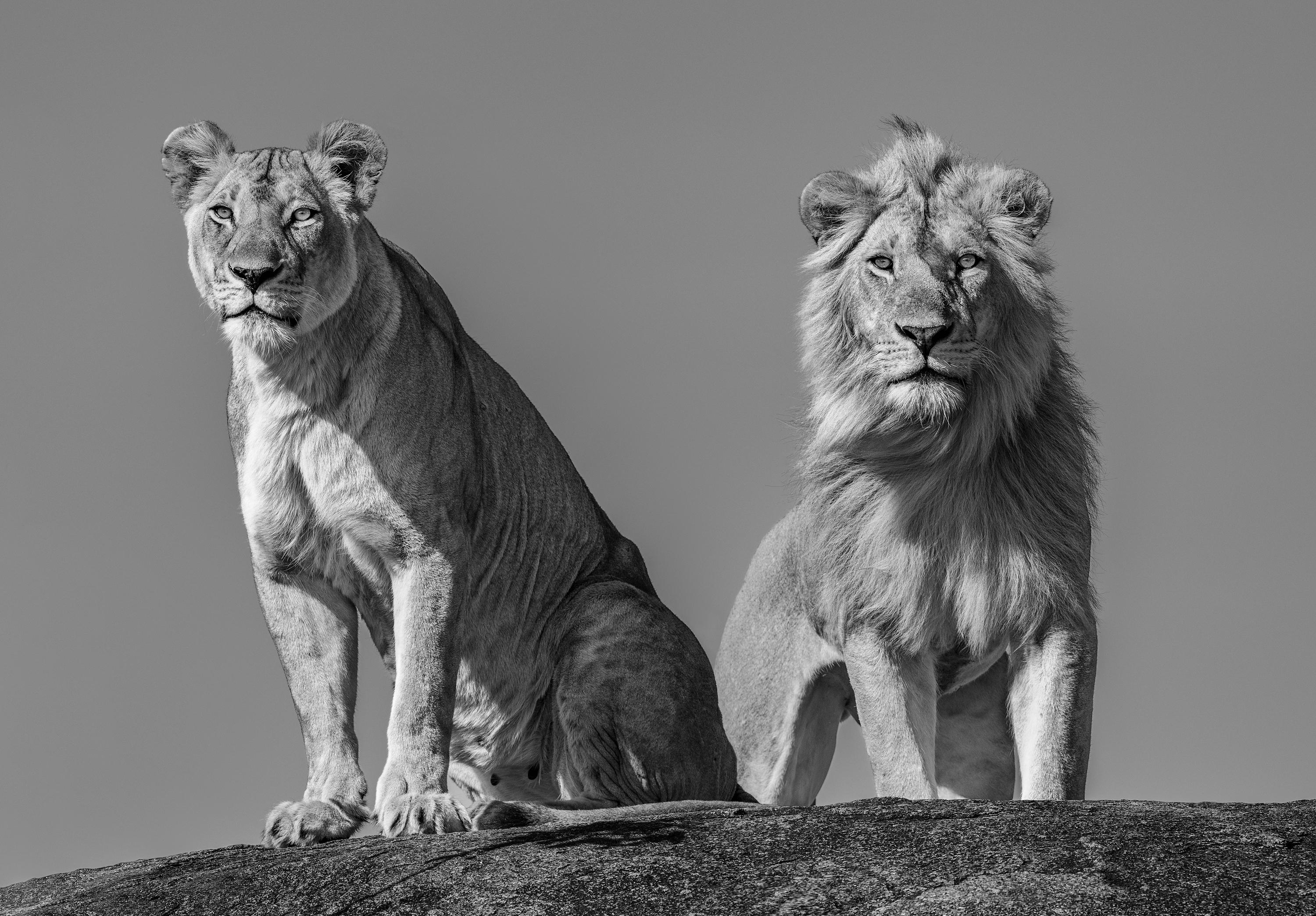 "Die Serengeti ist aus mehreren Gründen mein Lieblingsort zum Fotografieren von Löwen. Erstens ist die Serengeti nach wie vor eine Hochburg für Löwen mit etwa 3.000 Tieren. Die Serengeti ist auch die Heimat einiger der beeindruckendsten Löwen
