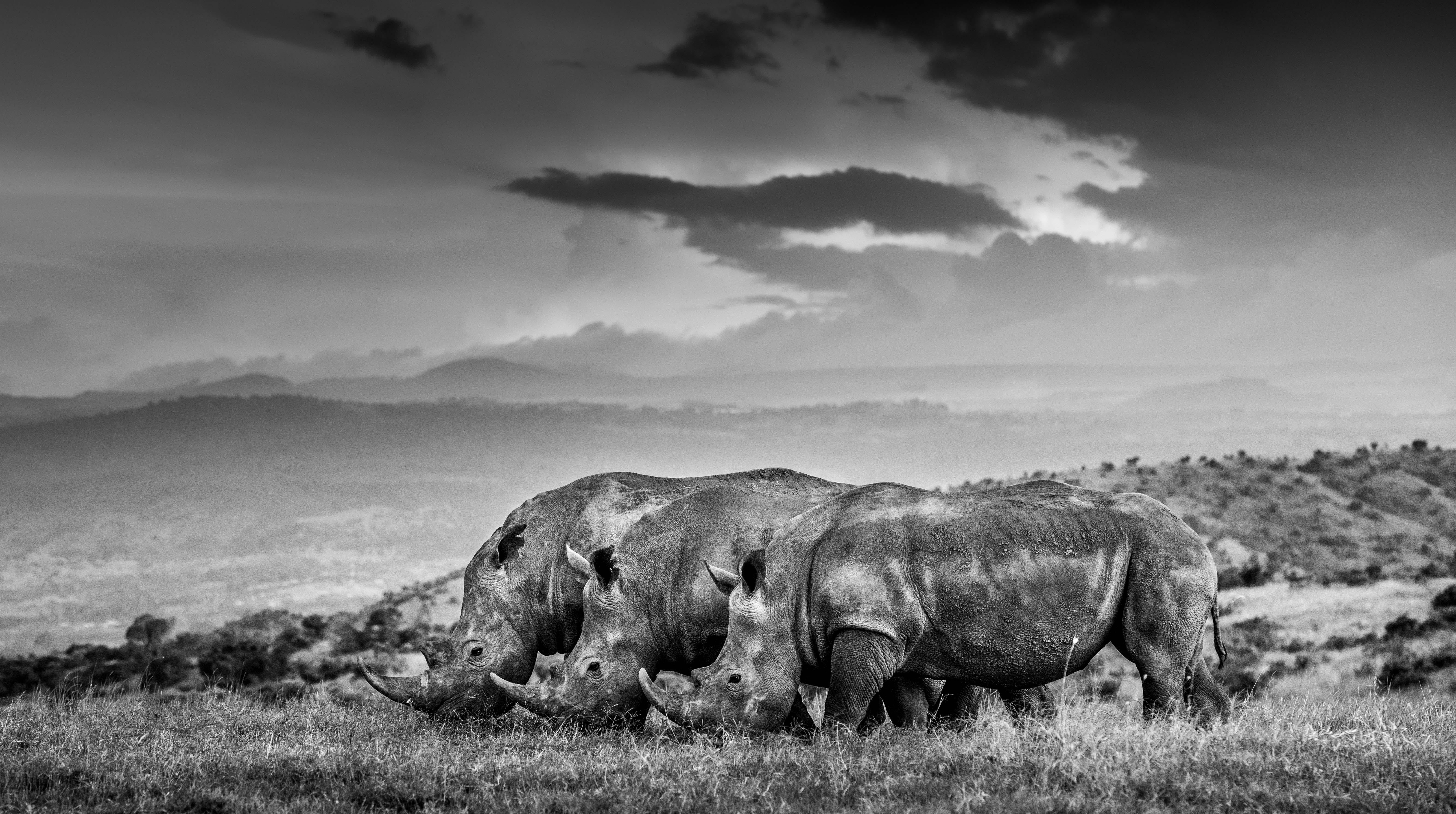 James Lewin - Three of the Few, Borana, Kenya, photographie 2020, imprimée d'après