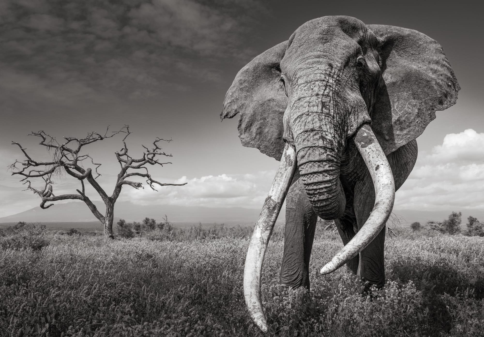 James Lewin - Through the Ages, 2024, Printed After