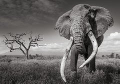 James Lewin - Through the Ages, 2024, Printed After