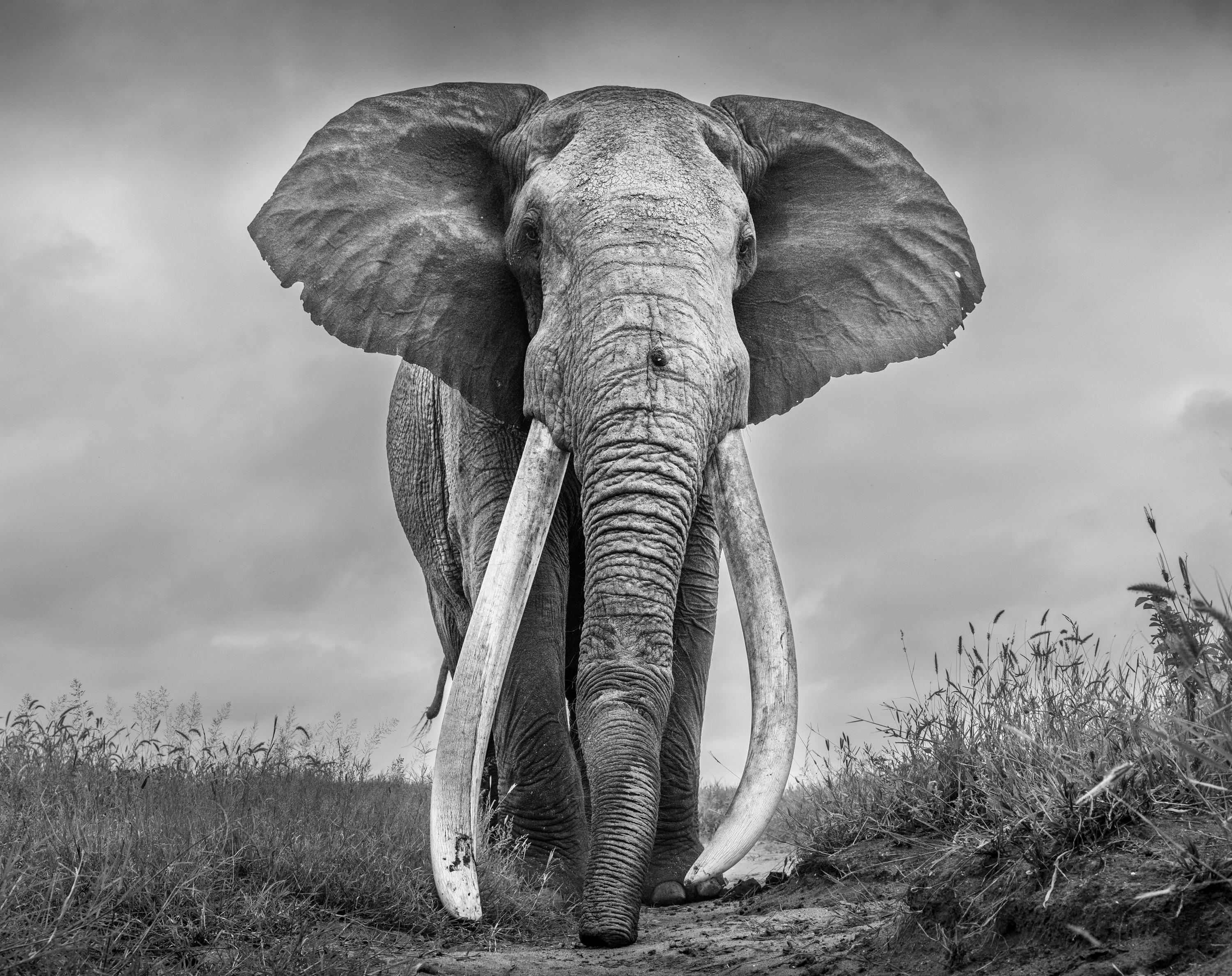 "It took four years to make this portrait, with several failed attempts between 2017 and 2021. Lugard was perhaps the most outstanding living tusker in Africa, so a portrait would need to serve him justice without compromise. 

From the moment I