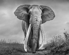 James Lewin - Towers of Ivory, Photography 2021, Printed After