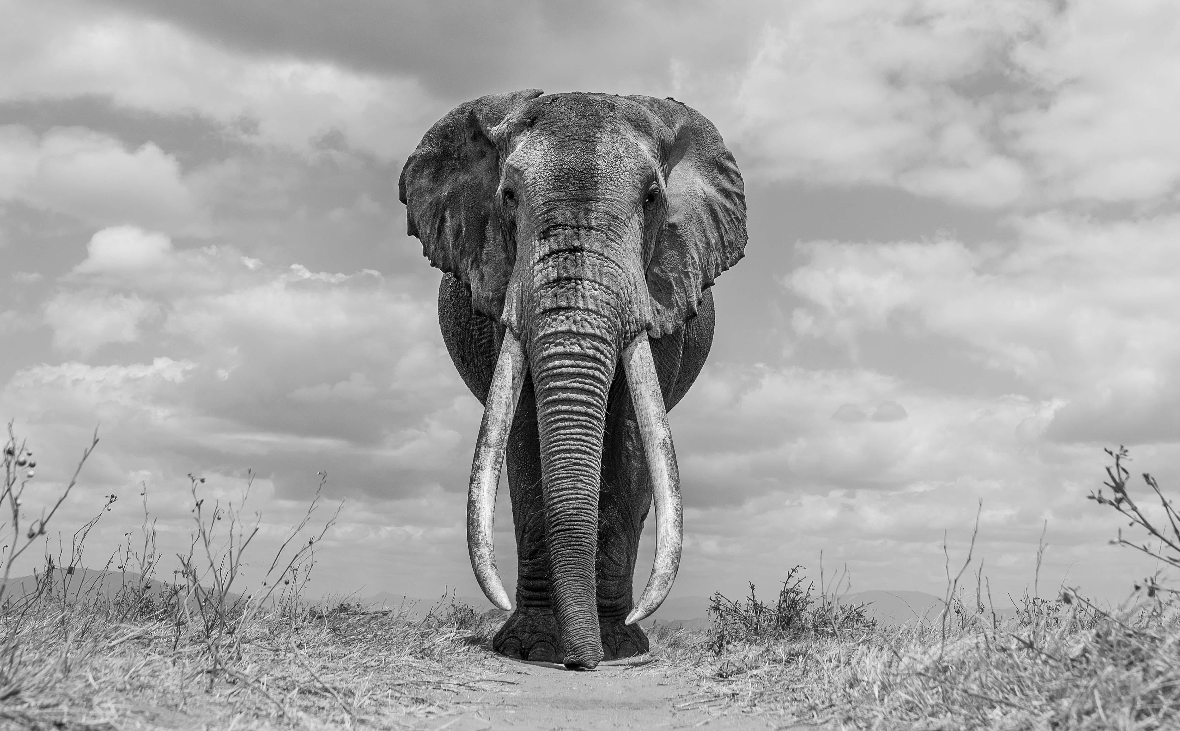 James Lewin Animal Print - The Big Friendly Giant, Tsavo, Kenya. (18" x 29.05")