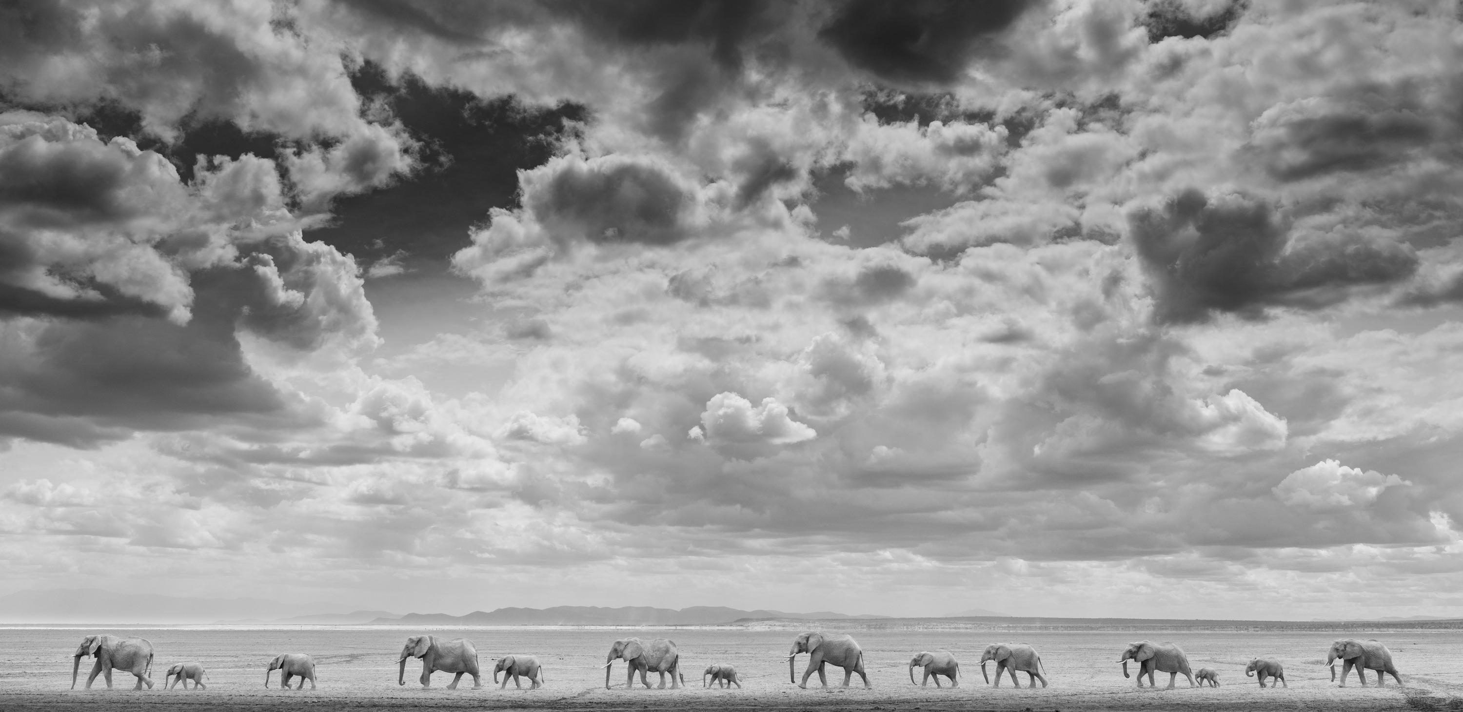 James Lewin Black and White Photograph - The Elephant Train (28"x57.52")