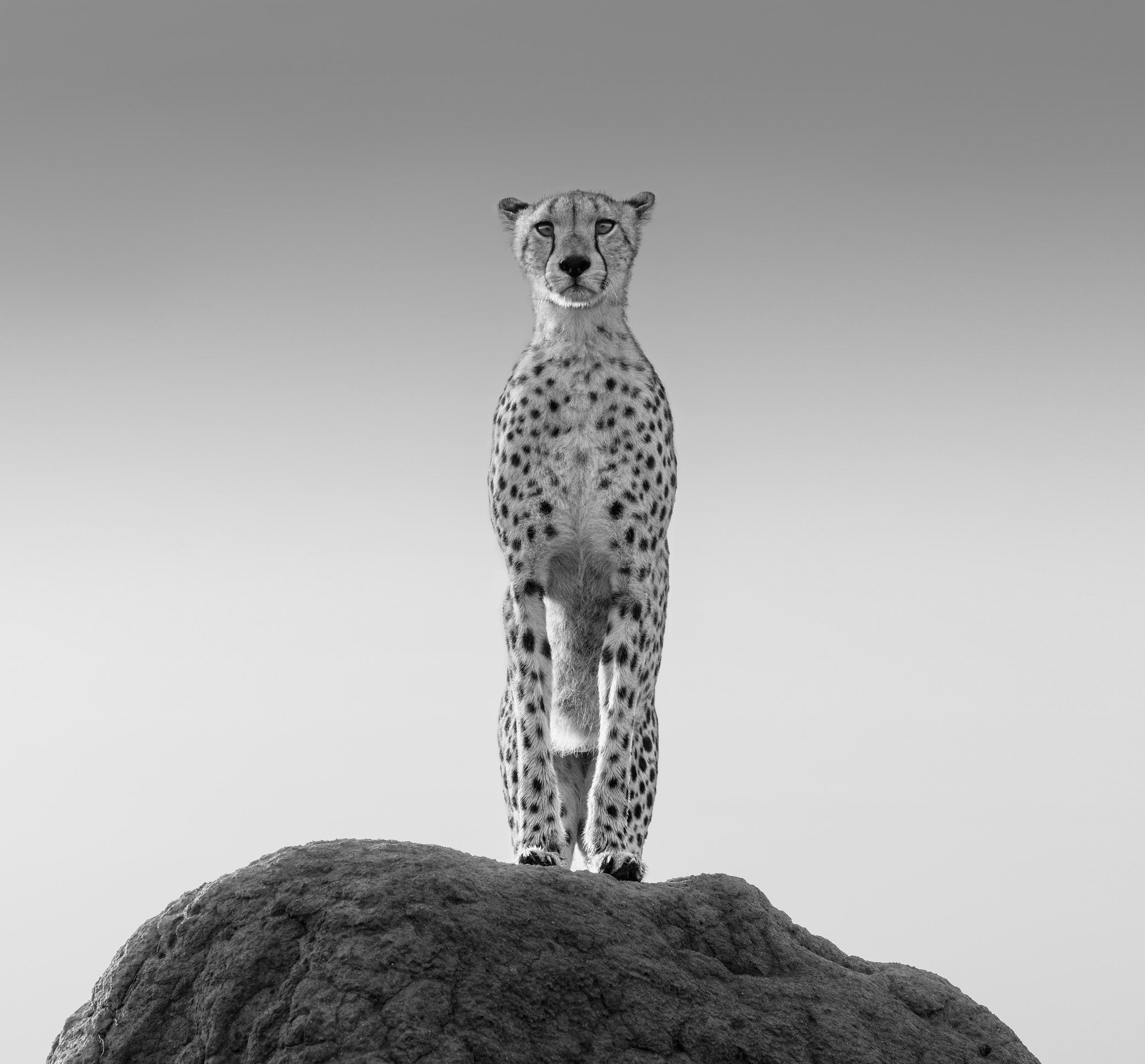 Animal Print James Lewin - La chasseresse de Namiri, photographie 2020, imprimée d'après