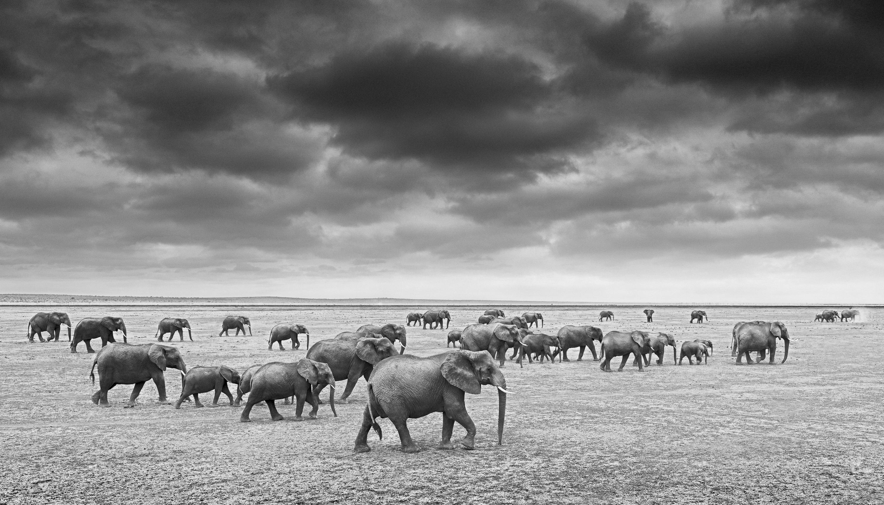 James Lewin Animal Print - The Procession to Water, 2021 (18" x 31.5")