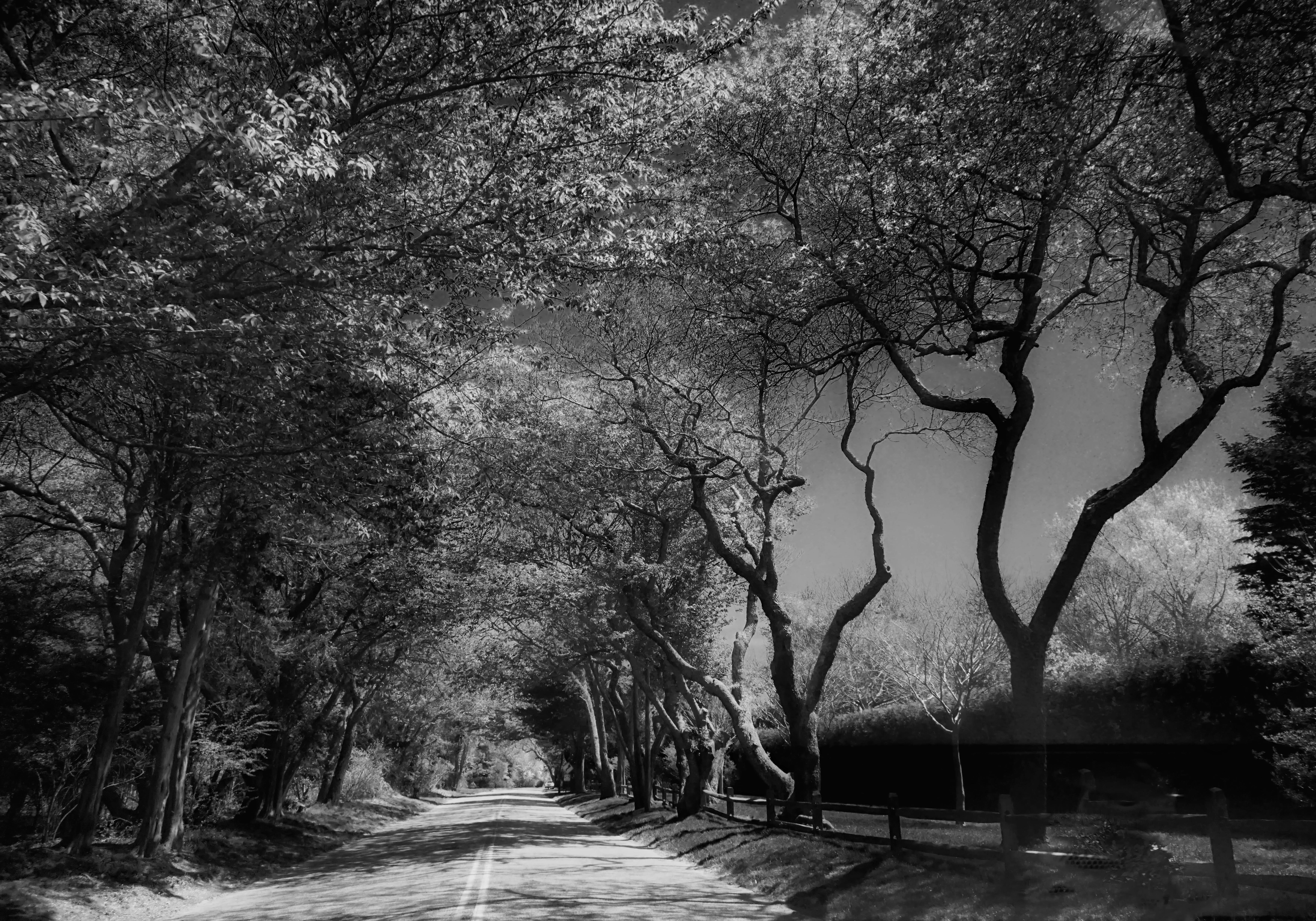 Black and White Photograph James Mannix - Further Lane (East Hampton)