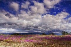 La primavera nel deserto