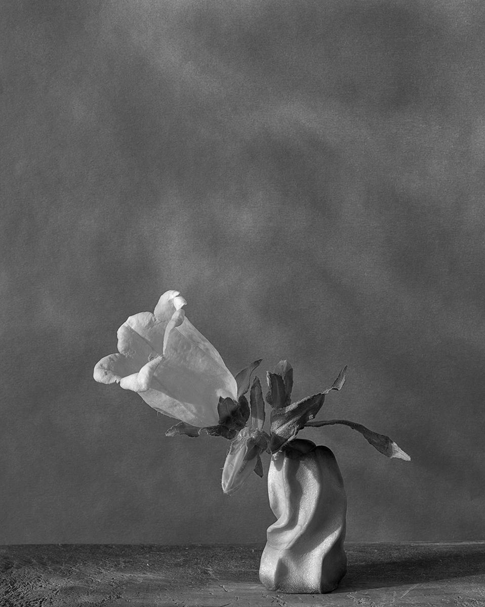 James Pitts Still-Life Photograph - Campanula in Twisty Sculpey Vertical Facing Right 