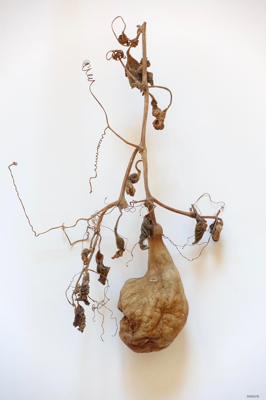 James Pitts Color Photograph - Dried Gourd
