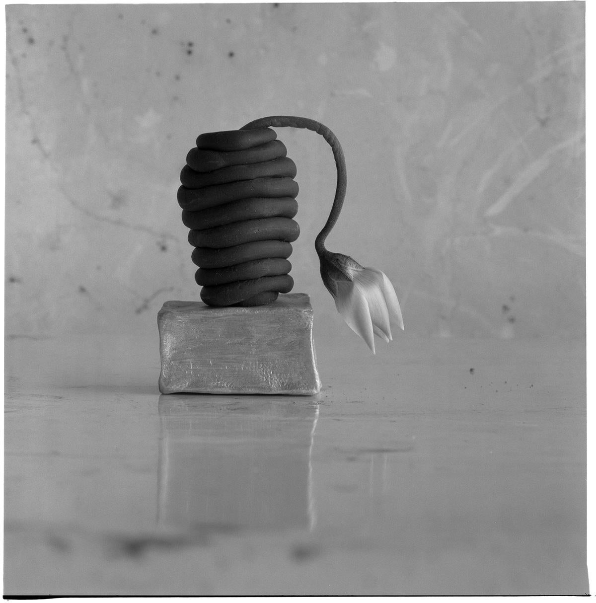 James Pitts Black and White Photograph - Drooping Cyclamen in Coil Sculpt on Gold Rectangle 