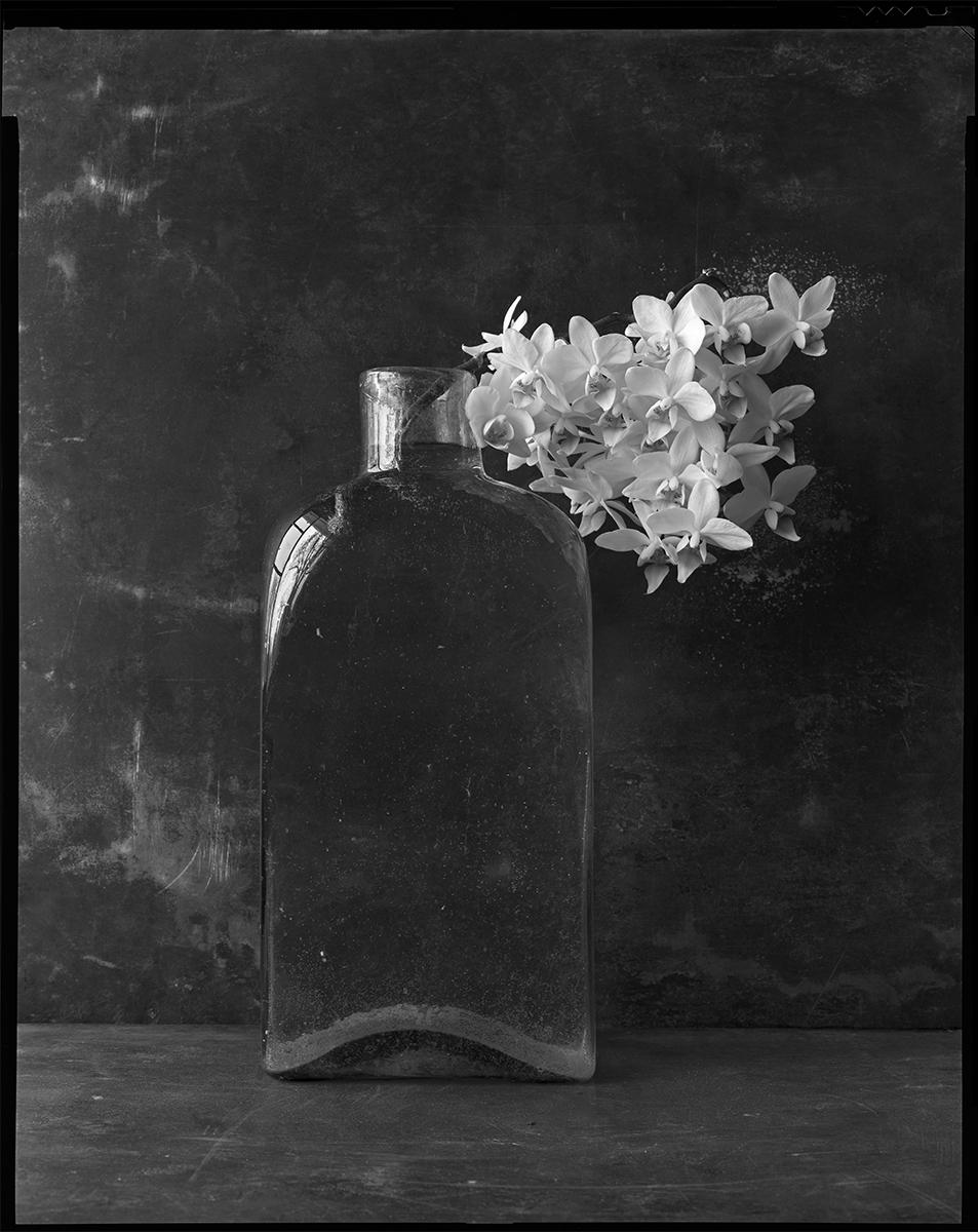 James Pitts Black and White Photograph – Orchideenbrosche in großer alter blauer Flasche