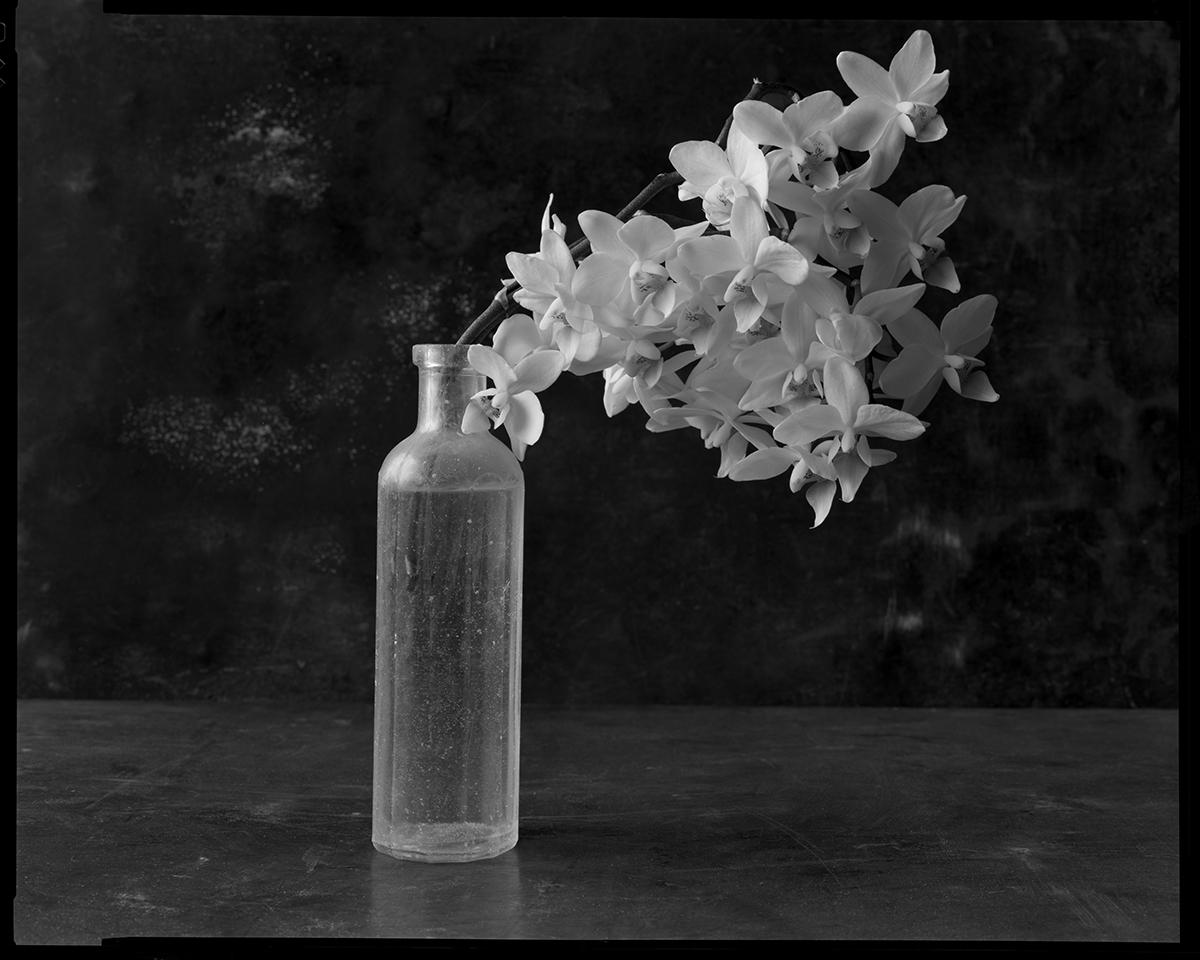 James Pitts Black and White Photograph – Orchideenbrosche in alter mattierter Flasche