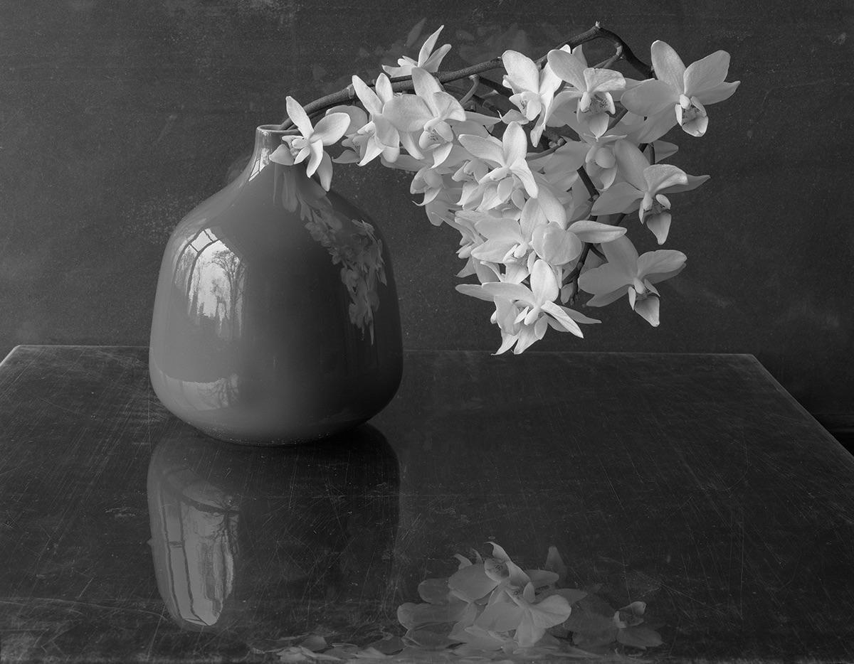 James Pitts Still-Life Photograph – Orchideenbrosche in roter Vase mit Reflektion