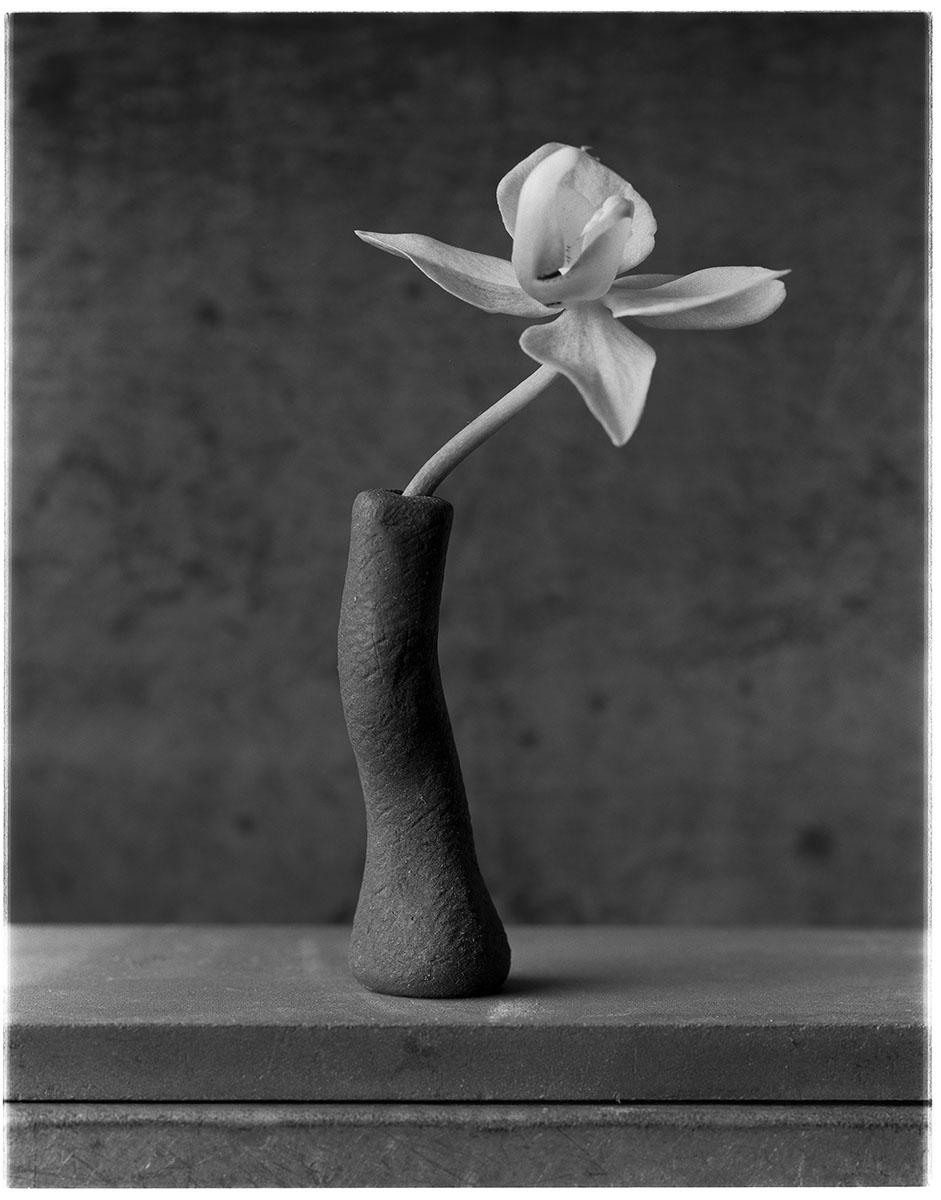 Black and White Photograph James Pitts - Orchidée en Sculpey noir courbé sur acier, photographie d'art, nature morte
