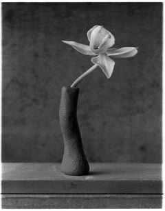 Orchidee in gebogenem schwarzem Skulpturpey auf Stahl, Kunstfotografie, Stillleben
