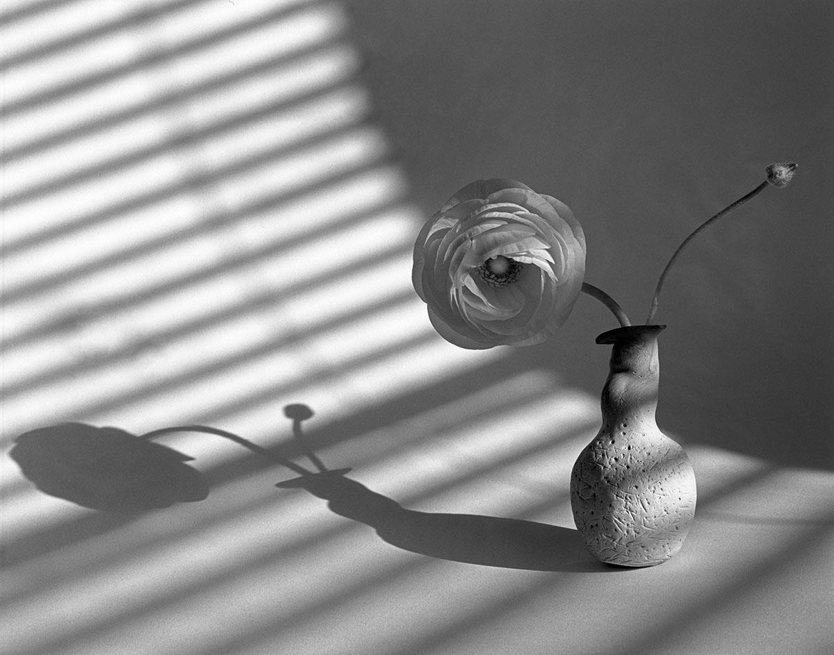 James Pitts Black and White Photograph -  Ranunculus and Bud in First Sculpey Vase Shadows 