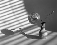  Ranunculus und Knospen in der ersten skulpturalen Vase Schatten 
