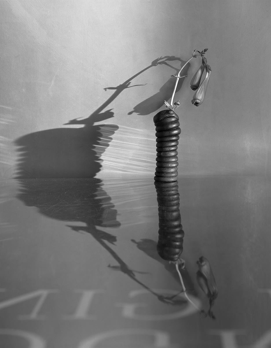 James Pitts Black and White Photograph - Two Unopened Wildflowers Tall Coil Sculpey Symmetrical Reflection 