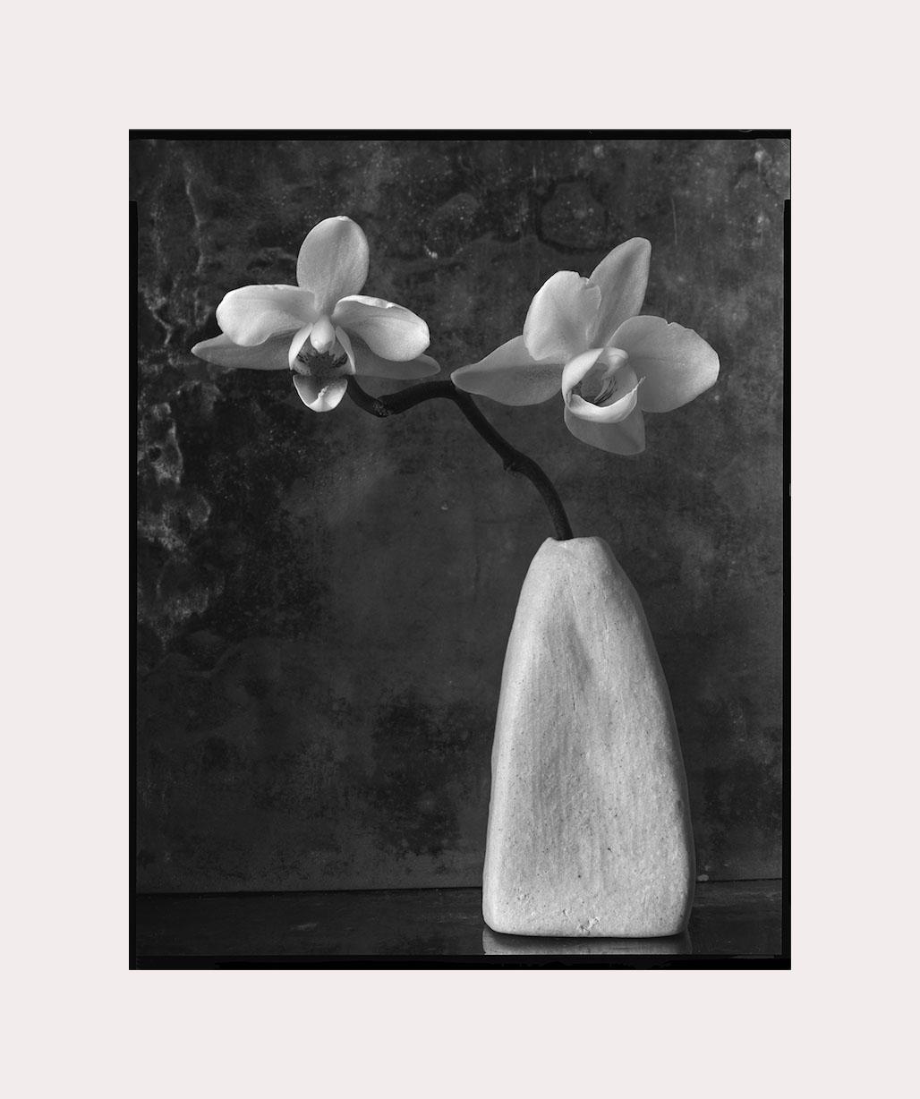 James Pitts Still-Life Photograph - Two White Orchids in Melisssa's Tapered White, fine art photography, still life