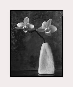 Deux orchidées blanches dans le blanc effilé de Melisssa, photographie d'art, nature morte
