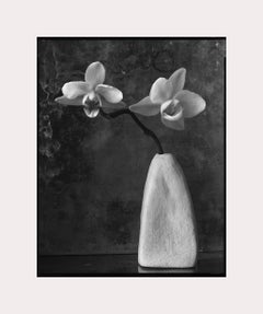 Due orchidee bianche nel Tapered White di Melisssa, fotografia artistica, still life