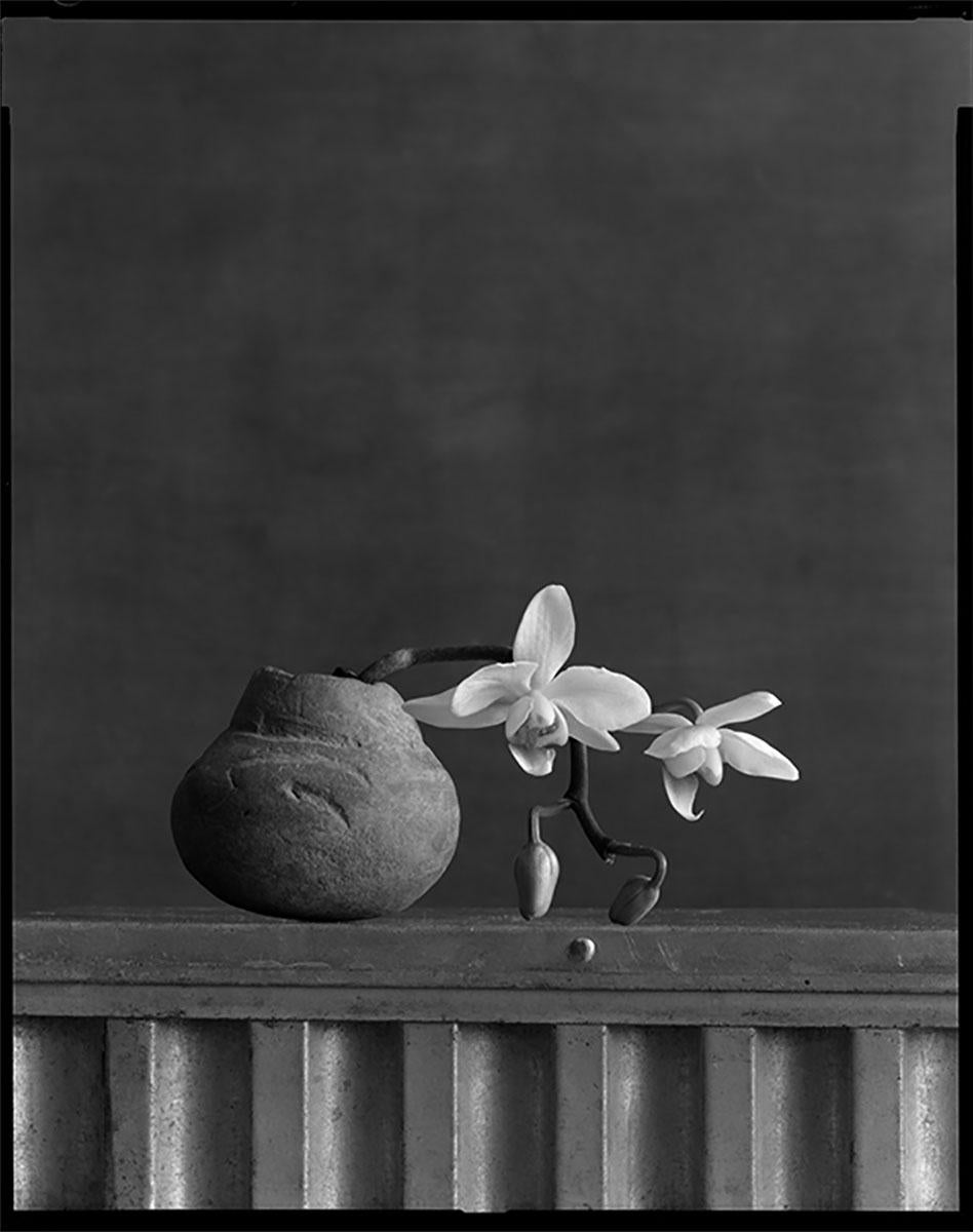 James Pitts Black and White Photograph – Weißes Orchideenbündel in einheimischem Topf auf Wellpappe, Kunstfotografie, Stillleben