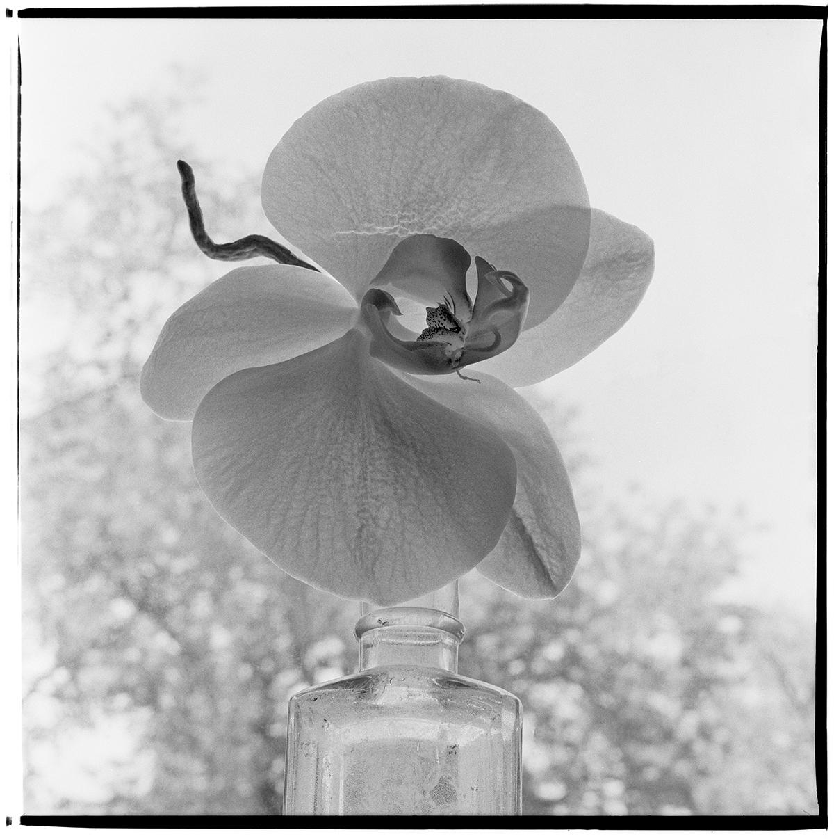James Pitts Still-Life Photograph - White Orchid in Window Backlight