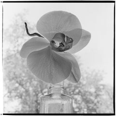 Weiße weiße Orchidee in Fensterrückenlicht