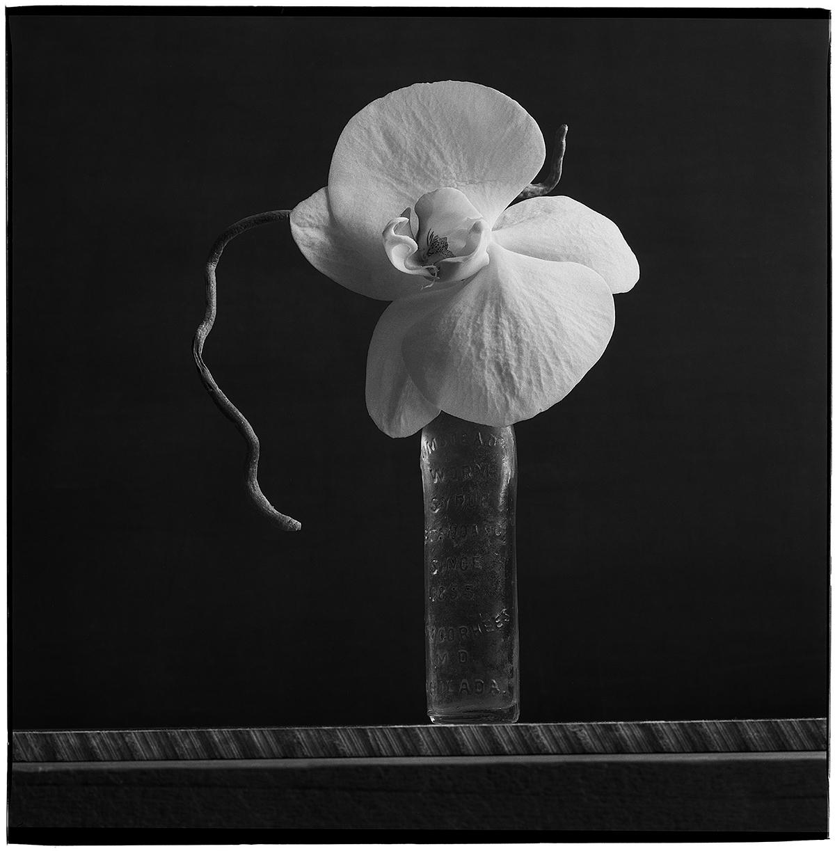 James Pitts Still-Life Photograph - White Orchid on Slate